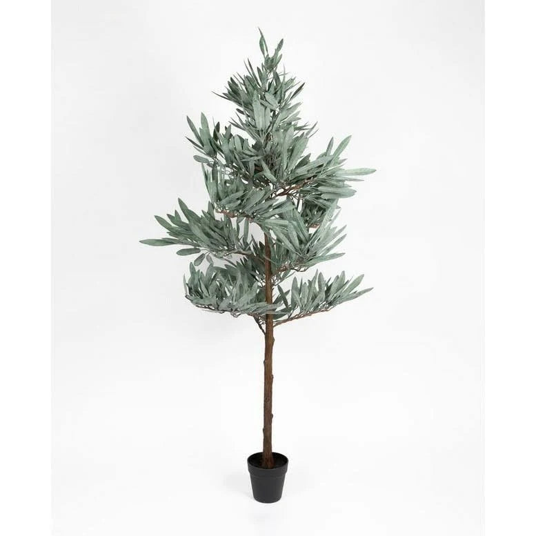 Papaya Olive Tree Large 152cm